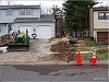 Expert Tree Removal